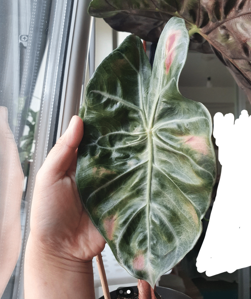 Alocasia pink dragon crispy leaves and yellow spots